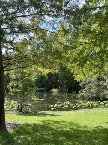 Beautiful pond view from back office